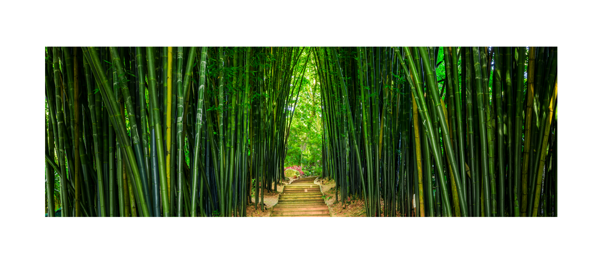 Lush Green Bamboo