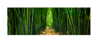 Shaun Trainer Fine Art Landscape Photography Prints. Stairs lead through the lush green bamboo at Crystal Gardens, New South Wales, Australia.