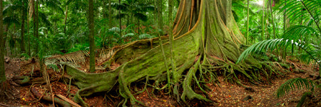 Big Fig Tree in Sunshine Coast Hinterland. Queensland Australia.  Shaun Trainer photography. Purchase fine art landscape photography prints. Luxury Interior design ideas.