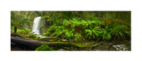 Beautiful limited editon print of Hopetoun falls. Green lush rain forest and ferns, Victoria Australia. Panoramic photograph, Shaun Trainer photography. Purchase fine art landscape photography prints. Luxury Interior design ideas.