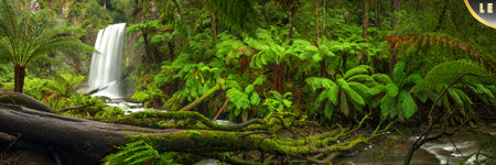 Beautiful limited editon print of Hopetoun falls. Green lush rain forest and ferns, Victoria Australia. Panoramic photograph, Shaun Trainer photography. Purchase fine art landscape photography prints. Luxury Interior design ideas.