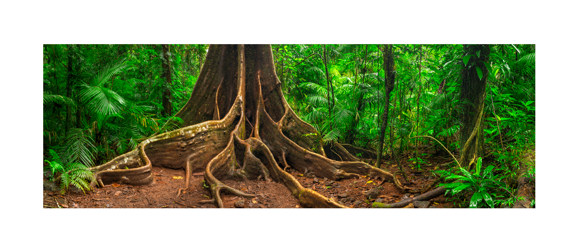 Beautiful Giant Fig Tree in Far North Queensland, Australia. Shaun Trainer photography. Purchase fine art landscape photography prints. Luxury Interior design ideas.