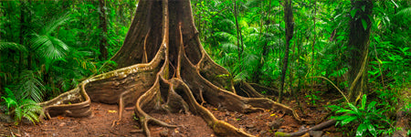 Beautiful Giant Fig Tree in Far North Queensland, Australia. Shaun Trainer photography. Purchase fine art landscape photography prints. Luxury Interior design ideas.