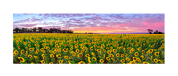 amazing field of sunflowers with beautiful sunset. Queenland country, Australia. Panoramic photograph, Shaun Trainer photography. Purchase fine art landscape photography prints. Luxury Interior design ideas.