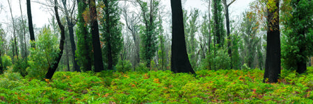 Beautiful Tasmanian Forest. Lush Green regrowth after wild fire, Tasmania. Australia. Panoramic photograph, Shaun Trainer photography. Purchase fine art landscape photography prints. Luxury Interior design ideas.