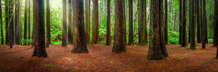 The sun pokes through at redwoods forest in Victoria, Australia. Panoramic photograph, Shaun Trainer photography. Purchase fine art landscape photography prints. Luxury Interior design ideas.