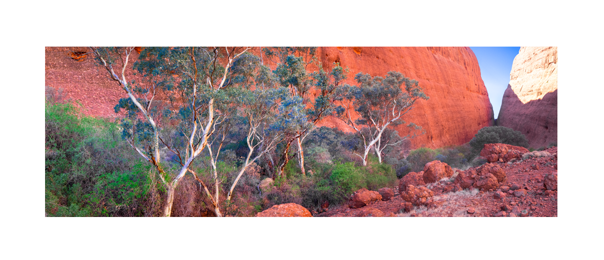 The beautiful colours of Walpa Gorge at Kata Tjuta, The olgas, Uluru. Northern Territory Outback, Australia. Panoramic photograph, Shaun Trainer photography. Purchase fine art landscape photography prints. Luxury Interior design ideas.