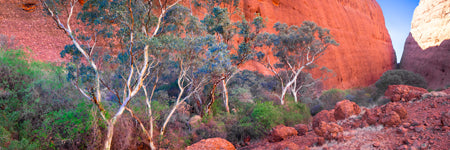 The beautiful colours of Walpa Gorge at Kata Tjuta, The olgas, Uluru. Northern Territory Outback, Australia. Panoramic photograph, Shaun Trainer photography. Purchase fine art landscape photography prints. Luxury Interior design ideas.