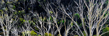 Snowy Trees Kosciuszko National Park - Australia. Fine Art Photography Shaun Trainer Photography.