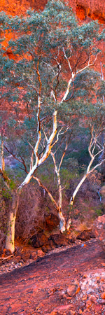 The beautiful colours of trees and red rock Walpa Gorge at Kata Tjuta, The olgas, Uluru. Northern Territory Outback, Australia. Panoramic photograph, Shaun Trainer photography. Purchase fine art landscape photography prints. Luxury Interior design ideas.