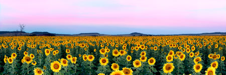 Amazing field of sunflowers with beautiful sunrise pastels. Queensland country, Australia. Panoramic photograph, Shaun Trainer photography. Purchase fine art landscape photography prints. Luxury Interior design ideas.