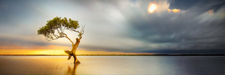 A lone tree dances under the beautiful light of the sunrise as a storm approaches on the horizon. Golden Beach, caloundra, Sunshine coast. Queensland. Australia. Panoramic photograph, Shaun Trainer photography. Purchase fine art landscape photography prints. Luxury Interior design ideas.