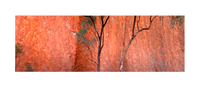 detailed red rock face inside uluru ayers rock. Uluru trees in front of the red rock face. Kata tjuta Outback, Northern territory, Australia. Panoramic photograph, Shaun Trainer photography. Purchase fine art landscape photography prints. Luxury Interior design ideas.