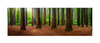 The sun pokes through at redwoods forest in Victoria, Australia. Panoramic photograph, Shaun Trainer photography. Purchase fine art landscape photography prints. Luxury Interior design ideas.